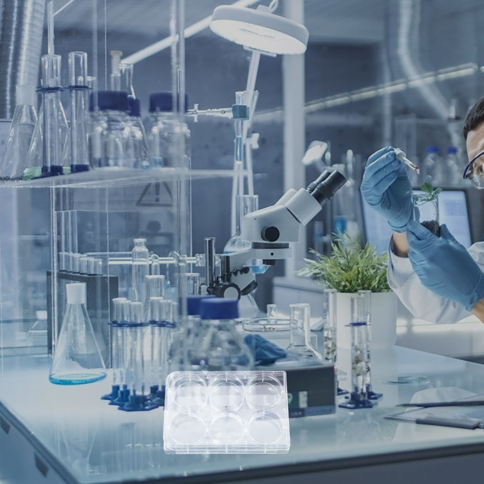 Lab Equipment - Pelat Kultur Jaringan dengan 6 Lubang,